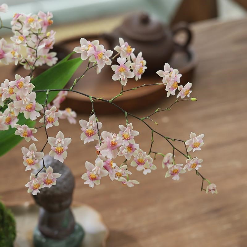 浓香水梦香兰跳舞文心兰盆栽带花苞客厅办公室内R桌面年宵花卉绿