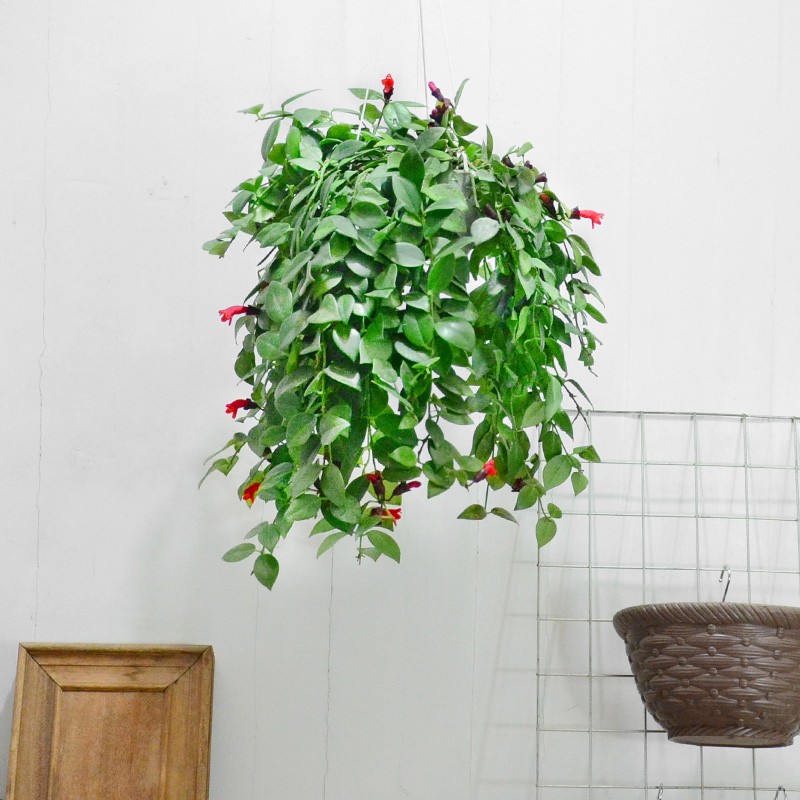口红吊兰花绿植盆栽居家室内阳台F观赏花卉净化空气开花植物