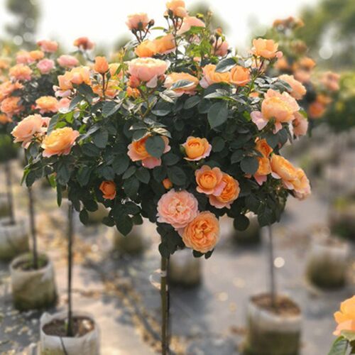 树桩月季花苗庭院花卉盆s栽四季开花植物多色嫁接树状特大园林绿