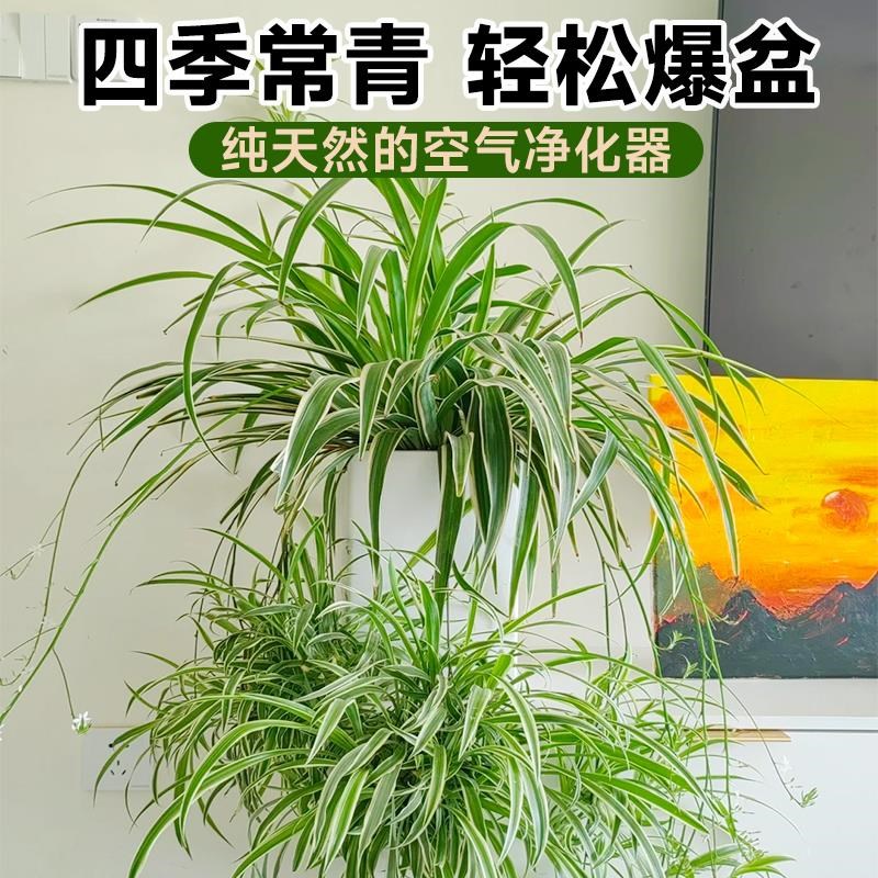 金边吊兰盆栽绿植室内植物垂吊适合懒人养的花P卉水培好养金丝吊