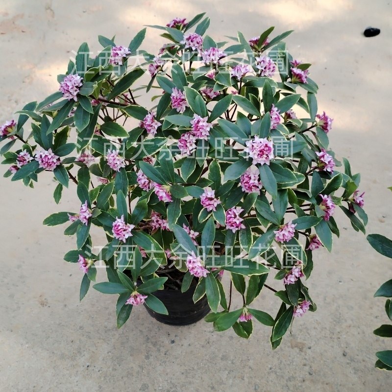 金边瑞香耐寒花j卉观花植物室内带花浓香型观花盆栽四季盆景包邮