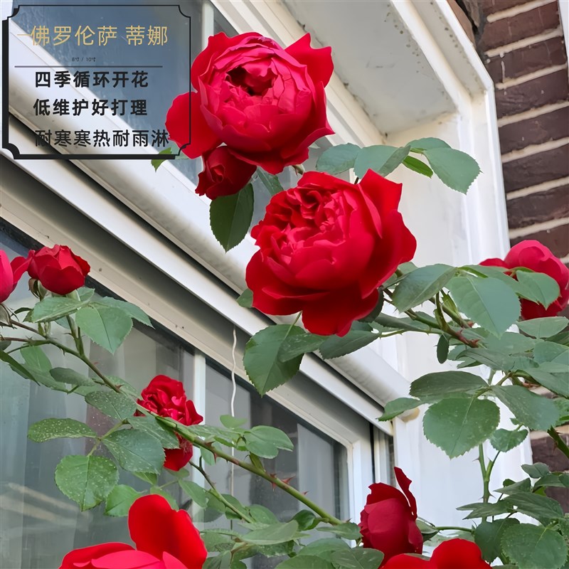 藤本佛罗伦萨蒂娜爬藤月季大苗大花开花红色玫瑰盆栽花卉蔷薇花
