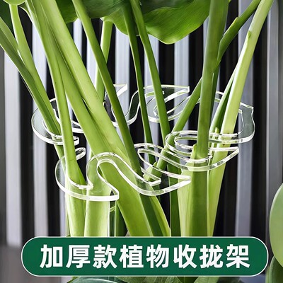 龟背竹支撑杆防倒伏植物支架