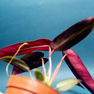 包邮小圣灵蔓绿绒室内绿植观赏植物客厅大叶片办公室桌面可水培耐