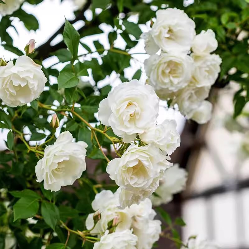 直立冰山 灌木丰花多头勤花纯白洁白月季玫瑰P11扦插苗