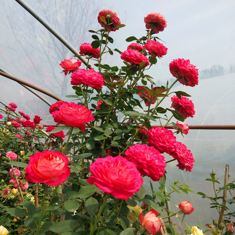 蔷薇花苗爬藤带花苞庭院花卉植物四季阳台开花藤本红龙月季花苗大