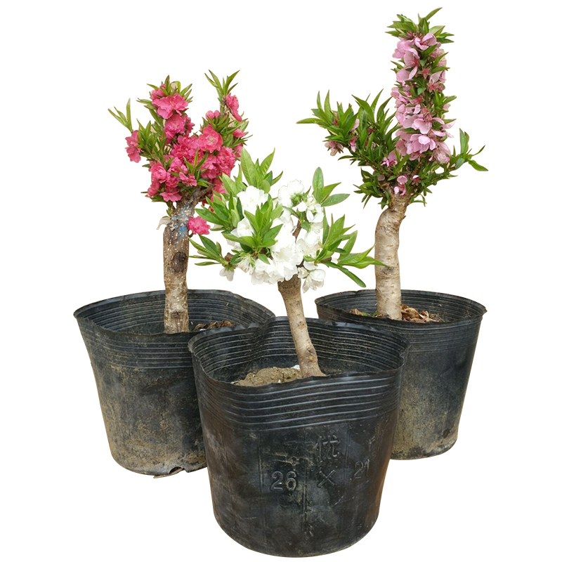 庭院植物寿星桃苗盆栽重瓣桃花盆景嫁接桃树苗红花碧桃苗耐寒花卉