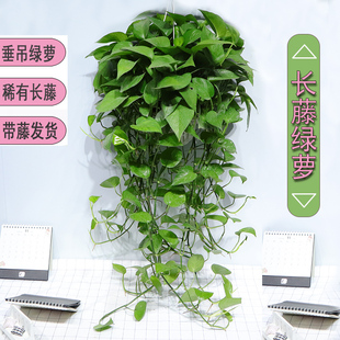 长藤大盆绿萝花卉绿植盆栽植物大叶绿箩办公桌室内客厅四季 常绿