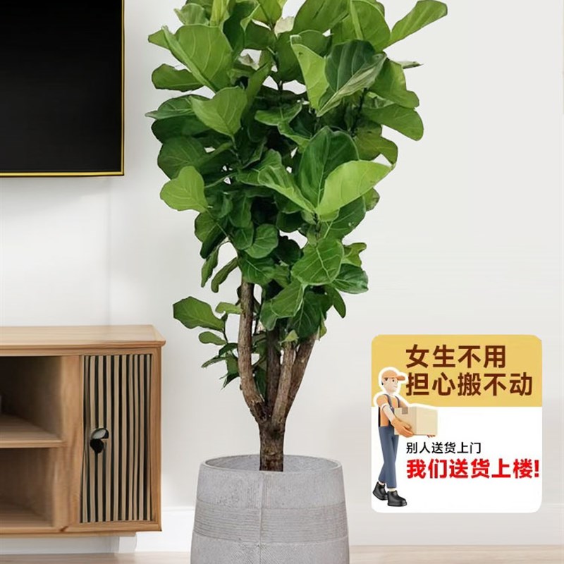 琴叶榕大型绿植老桩客厅电视柜旁乔迁搬家高端大气盆栽好养活植物