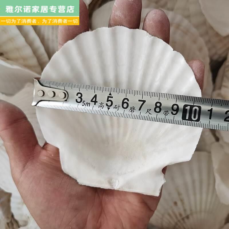 速发扇贝壳烧烤用蒜蓉手工白红色大小蒸夏威夷半壳大托盘贝壳包邮