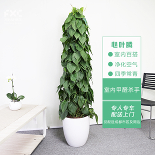 速发室内除物心叶藤绿萝盆栽办公化植甲醛净室空气大型绿植