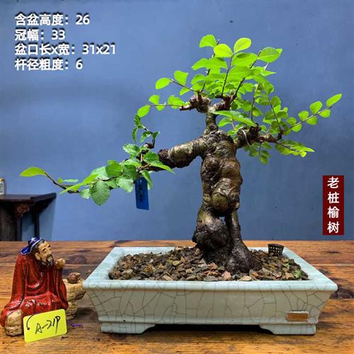 小叶榔榆榆树老桩矮霸榆树老桩坨坨一物一拍榆树盆景种好带盆包邮