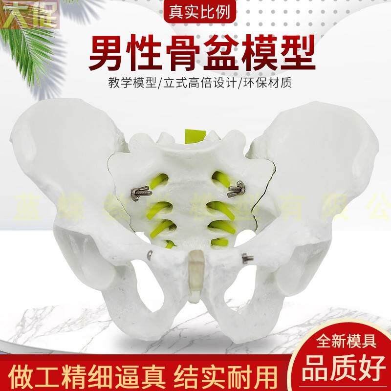 极速自然大人体骨盆解剖模型 1:1自然大盆骨骨模型 骨盆 男性盆