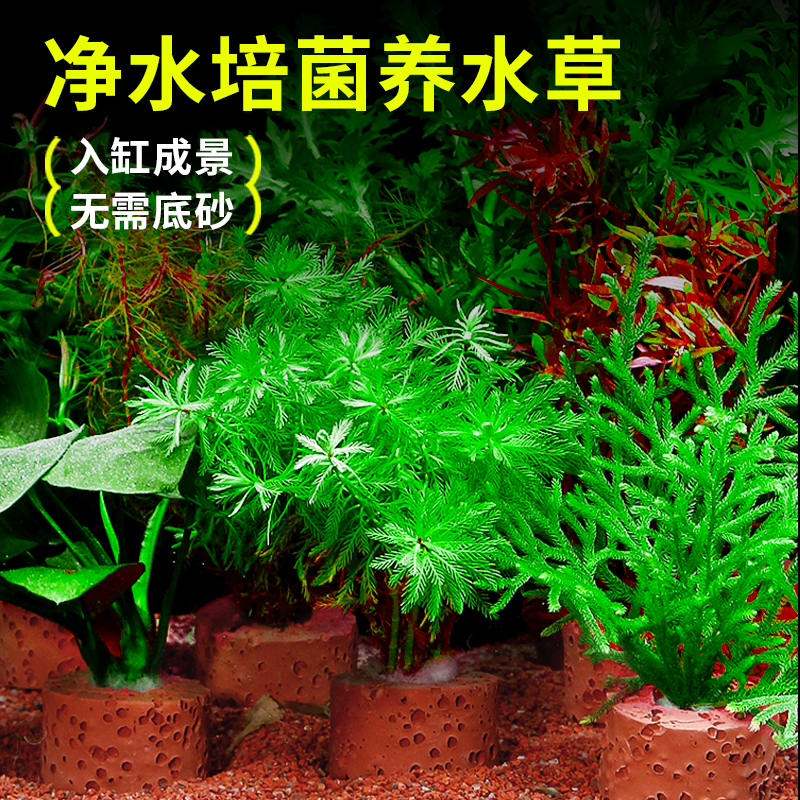 鱼缸水草植物真草造景阴性水榕沉木水草古法养鱼水培绿菊蜈蚣水草