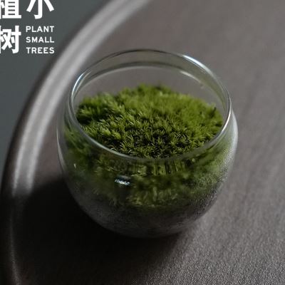 好货植小树 碧绿 苔藓微景观生态瓶办公室茶室桌面趣味植物小摆件