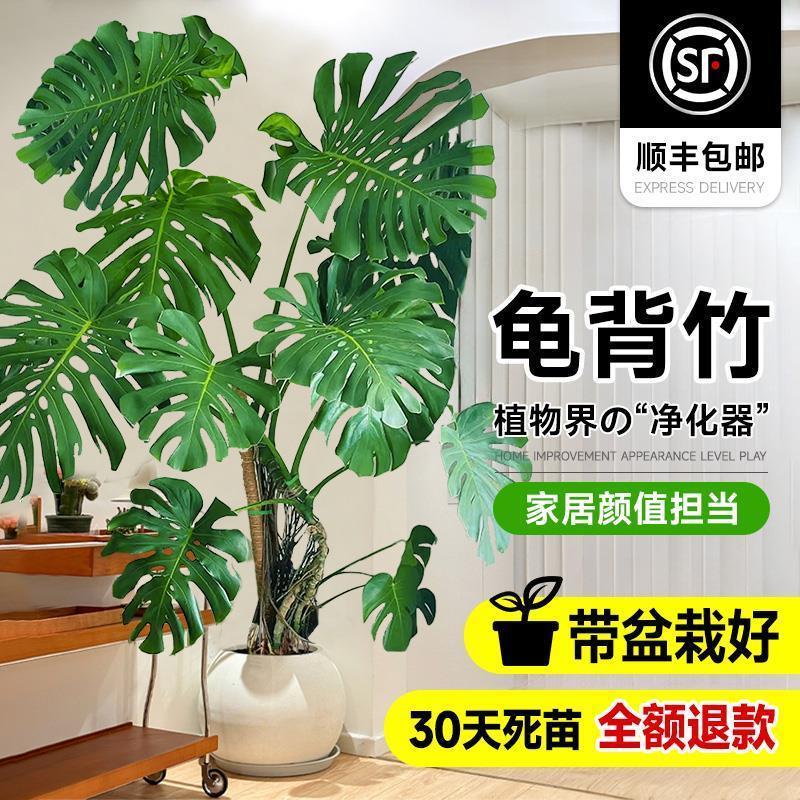龟背竹客厅大盆栽大叶开背老桩提根办公室大型绿植物室内净化空气