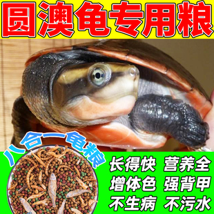 圆澳龟粮园奥侧颈雏幼龟沼泽黄缘西非专用饲料上浮高钙发色食物