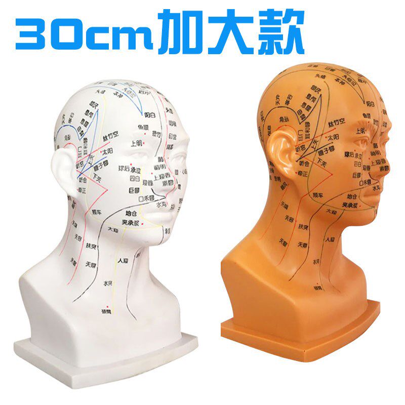 速发m头穴位模型中医人体教学经络图加大头部0厘米c部针灸腧穴