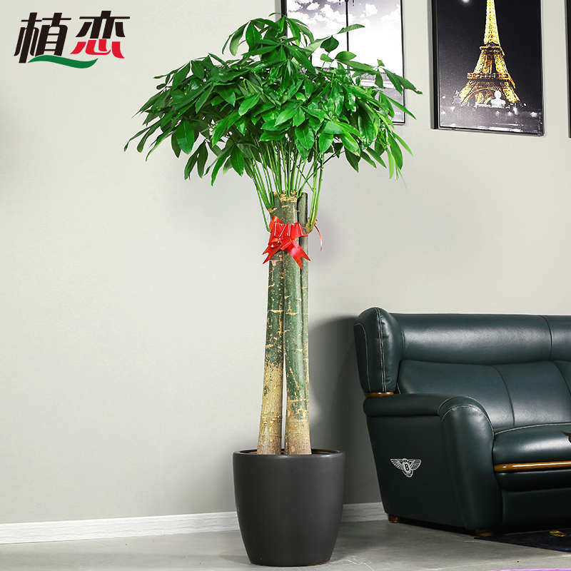 速发州厅三杆绿发财同城发树花卉植物植物财常客植大盆栽 树配送