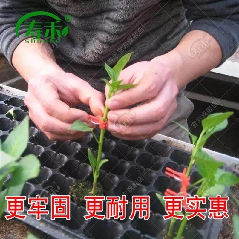 现货嫁接夹子叶仙嫁接蟹爪兰黄瓜番茄甜瓜K茄子西瓜蔬菜育苗专用