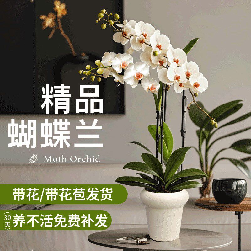 速发泰国植蝶养盆栽带花兰花室内客厅台花卉绿蝴好兰易活植物开花