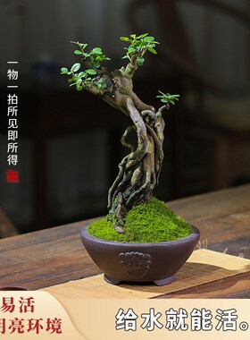 雀梅盆栽老桩提根一物一拍庭院造B型盆景茶室玄关观叶室内小叶绿