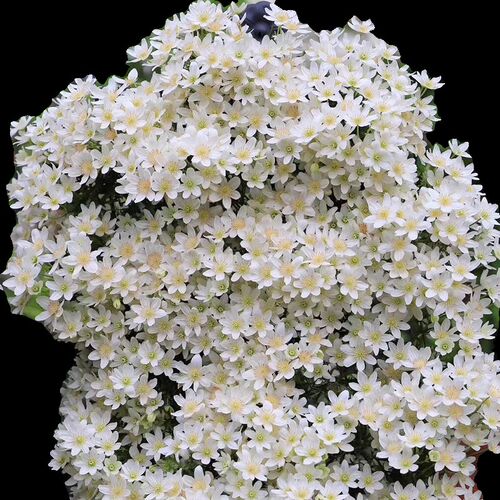 【银币】1.5加仑铁线莲阳w台庭院地载盆栽爬藤花卉植物四季开花