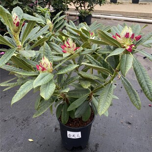 福利 4年苗 带花苞 大叶高山杜鹃 木本K花卉 耐寒耐热 庭院花园