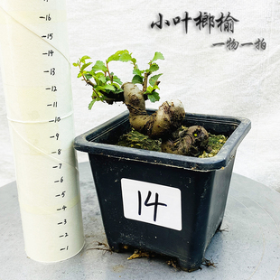 小叶榆树童e子功盆景原生榔榆一物一拍老桩榆木疙瘩熟桩矮霸坨坨