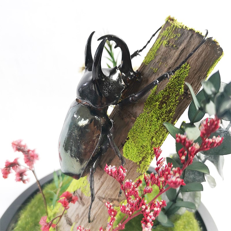森林勇士真d实昆虫甲虫标本生态微景观玻璃罩摆件大兜虫收藏品礼