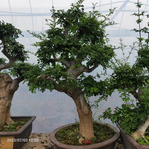 绿植盆栽耐c寒对节白蜡造型盆景易成活大树型喜阳庭院茶几阳台包