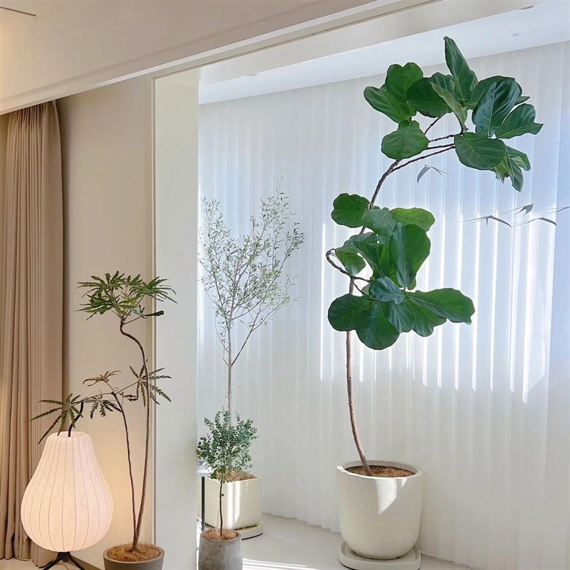大型室内绿植琴叶榕盆栽客厅卧室Ains风落地观叶造型植物净化空气