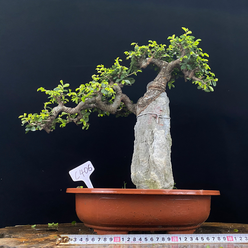 2021精品小叶老桩榆树榔榆盆栽抱石F附石提根矮霸别墅阳台绿植盆