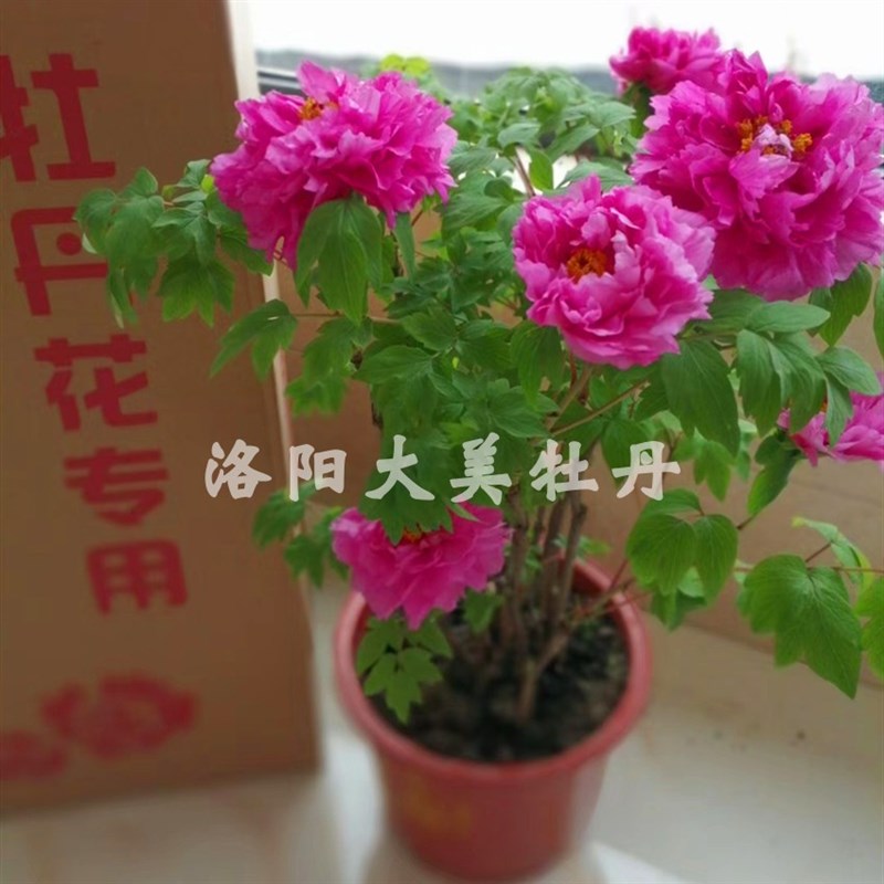 牡丹盆栽b 带花苞原土原盆发货 室内外洛阳正宗观赏牡丹花盆栽