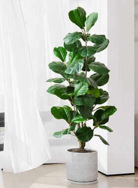 仿真绿色植物植物琴叶榕p大型仿生假绿植盆栽室内客厅落地装饰盆