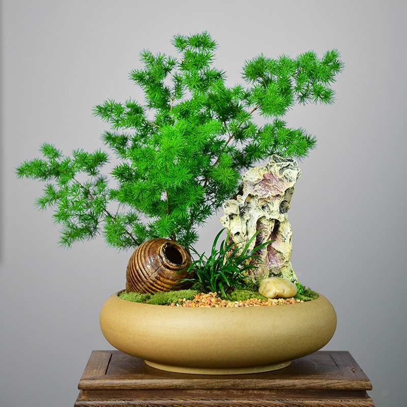 蓬莱松盆b栽室内客厅盆景办公室桌面防辐射植物四季常青生肖猴绿