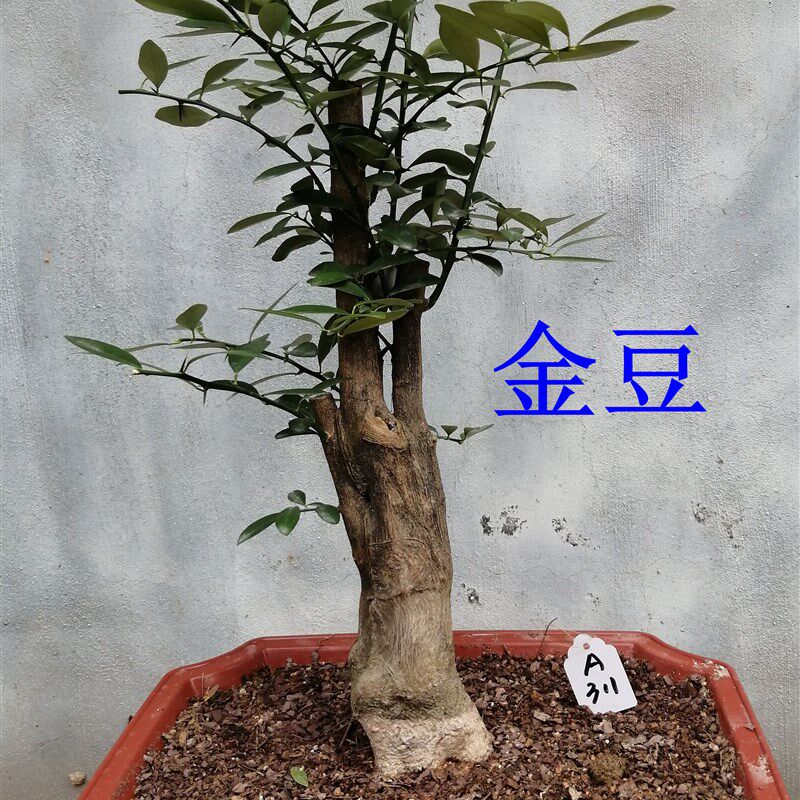 金豆金单子盆g景树桩 观果 盆载绿植净化空气四季常青结果带造型