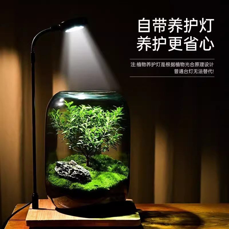 苔藓微景观生态瓶玻璃造景植物盆景办公室桌面Ndiy盆栽装饰小摆件