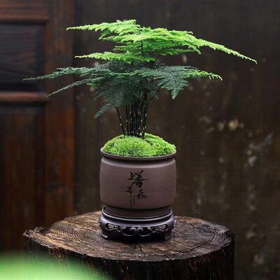 文竹盆栽植物室i内花卉盆景客厅办公室桌面小绿植好养云竹四季常