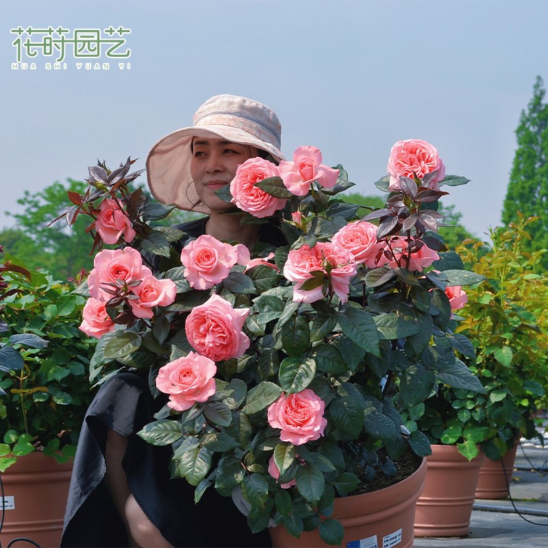 花莳园艺 法版花宫娜q月季花苗盆栽多季开粉色灌木大花好样阳台