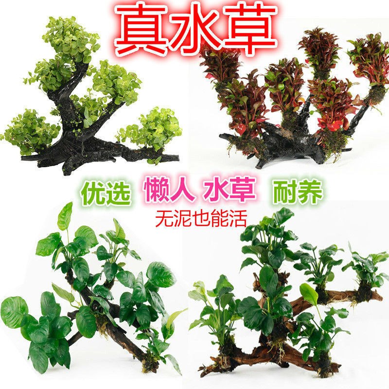速发景头多头沉木水草装缸造三鱼饰懒人水草金钱草水榕红玫瑰沉木