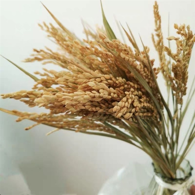 速发干稻穗谷麦穗稻穗拍摄橱影道具谷窗装修造景五摄丰登格坤