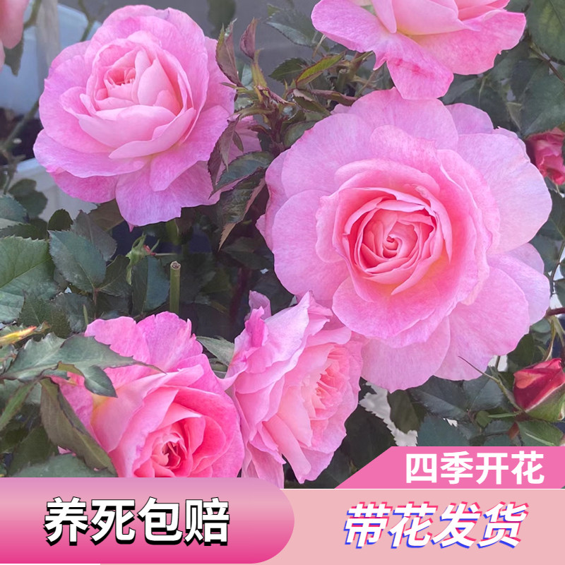 速发海神王月季似牡丹花苗大苗带花苞新手台浓四大花玫香瑰季