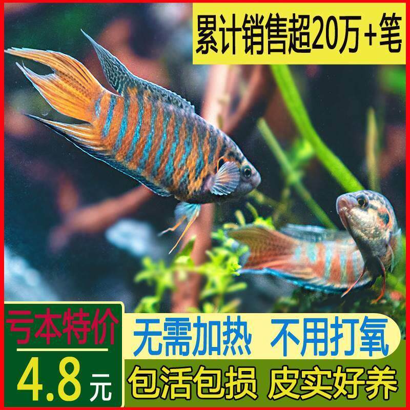 速发中国斗鱼普叉死需打痒耐不好养淡水小型冷水观赏鱼养活不的懒