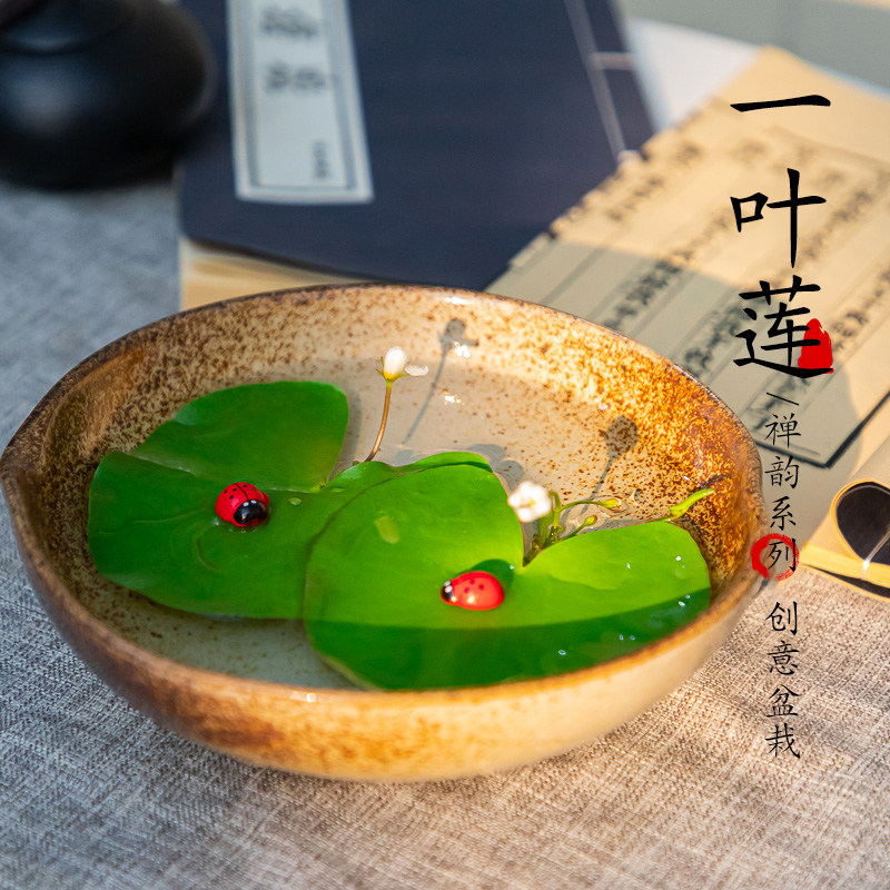 速发迷你一叶莲水培浮萍鱼上植物水缸碗睡花莲莲荷花无土水生水培图片