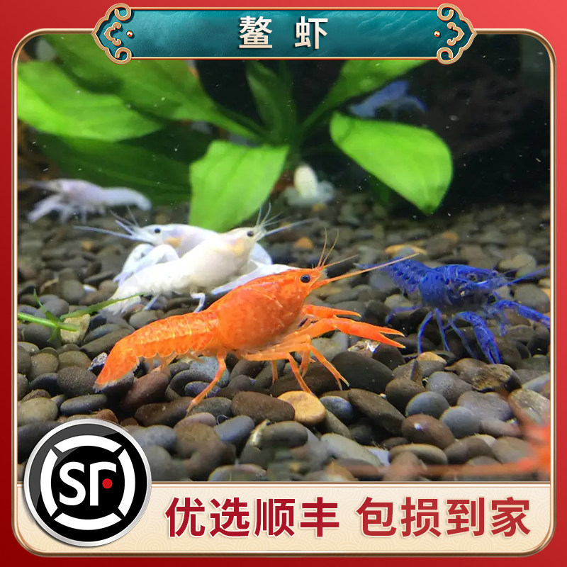 速发鳌虾观赏螯鳌虾佛蓝白橘鳌虾侏观虾虾淡水龙虾冷水儒赏虾