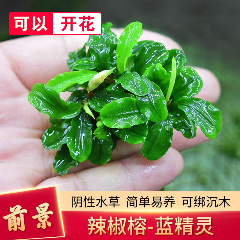 速发新精灵辣榕椒前景水草鱼缸造景水族箱水榕阴性草蓝手淡水