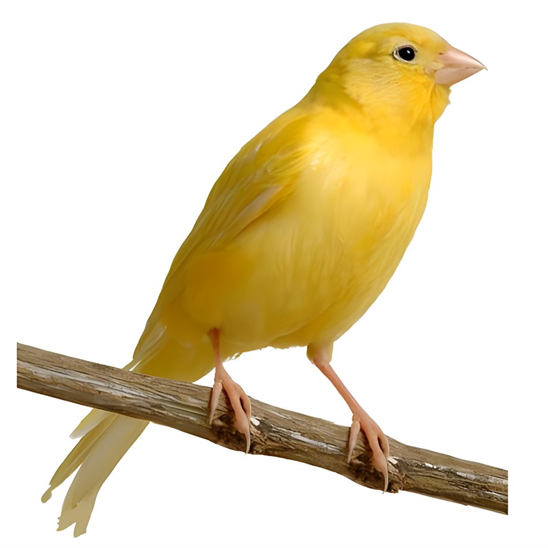 速发白玉鸟金丝雀芙蓉鸟山包黄养鸟唱鸣辣椒红玉鸟手玩鸟东邮