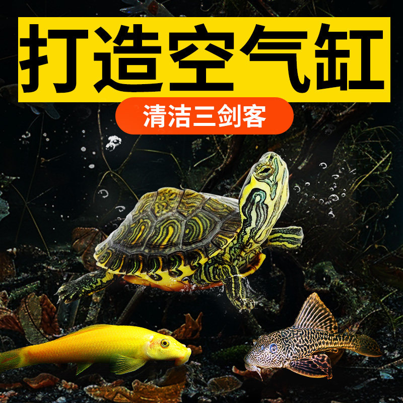 速发黄耳龟鱼缸清洁工清道夫吃鱼鼠冷水清洁金苔粪便除藻工具乌龟