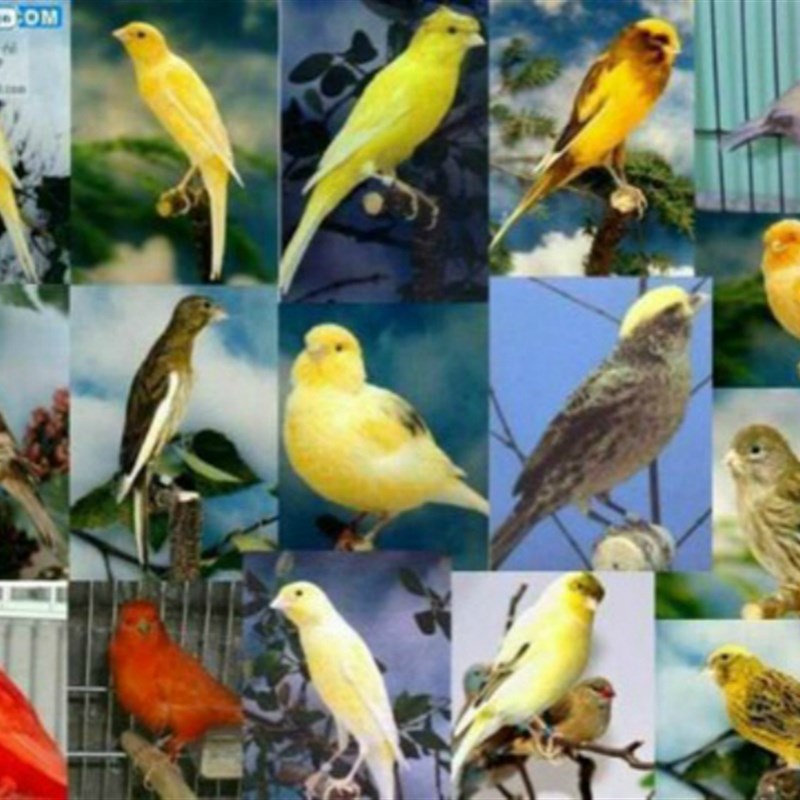 速发包邮玉鸟金丝雀芙养玉山东黄鸟鸟笼蓉鸣唱鸟小鸟 辣椒红白玉